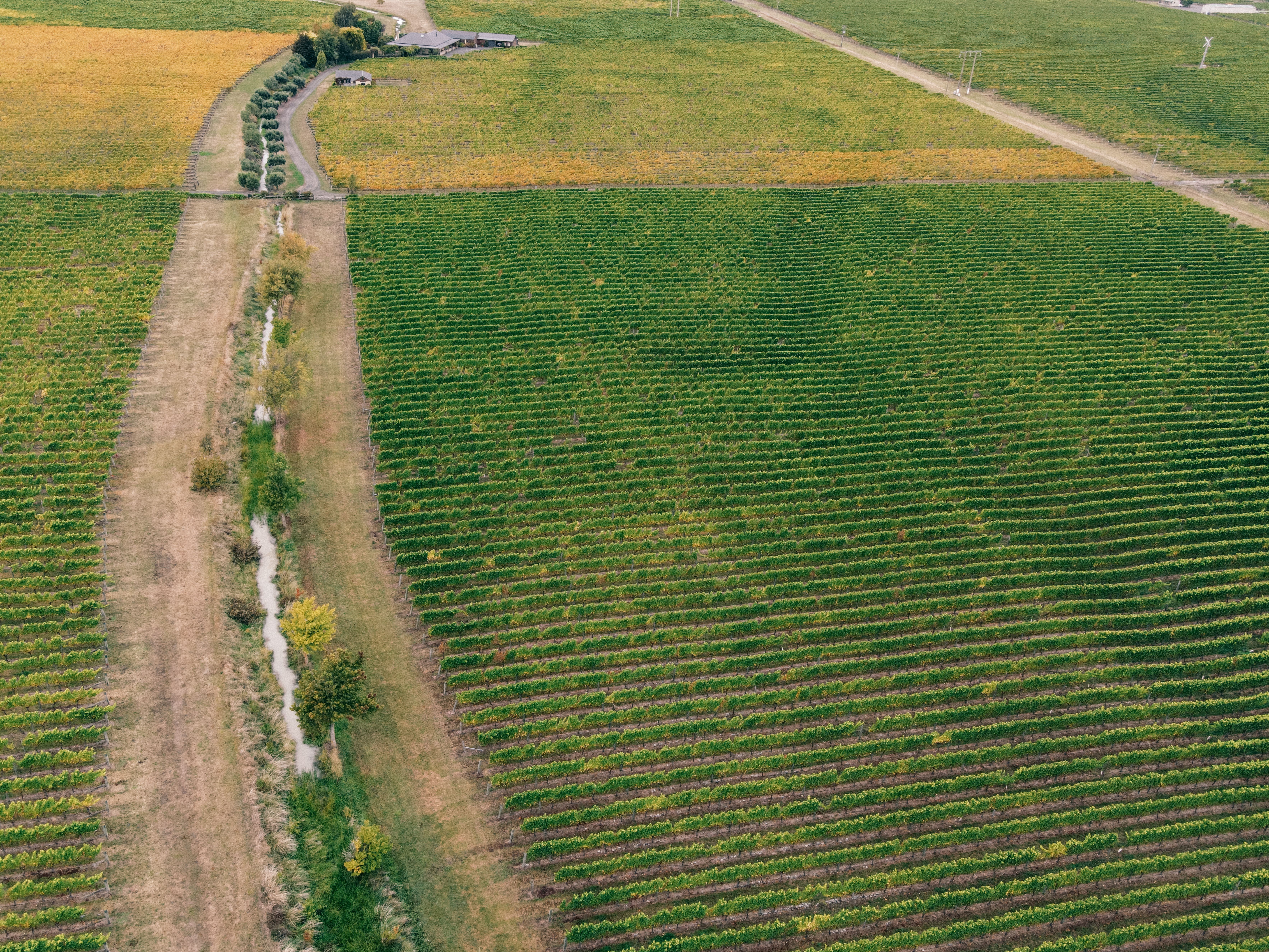 Drone shot capturing expansive vineyards during fall, showcasing organized grapevines and rural landscape.
