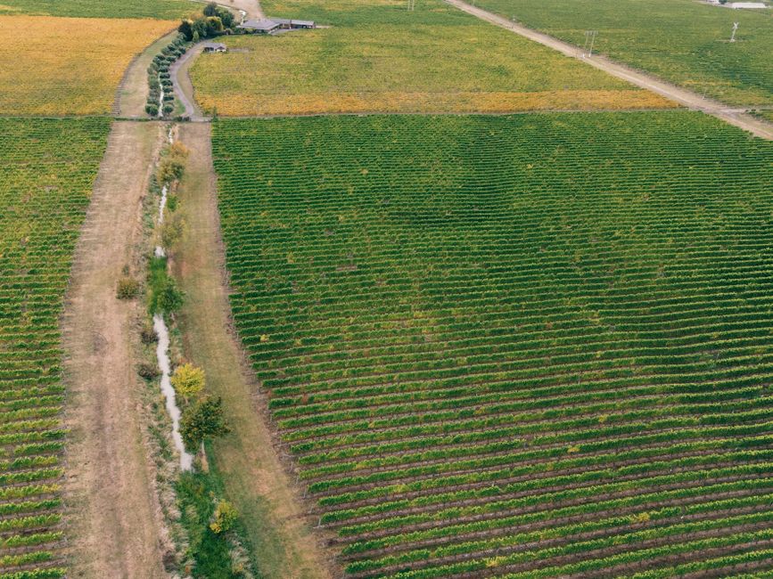 Drone shot capturing expansive vineyards during fall, showcasing organized grapevines and rural landscape.
