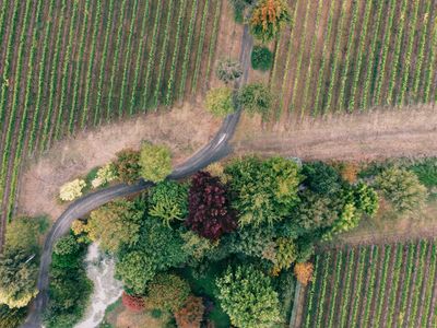 Replantar tus parcelas frutales afectadas por Xylella