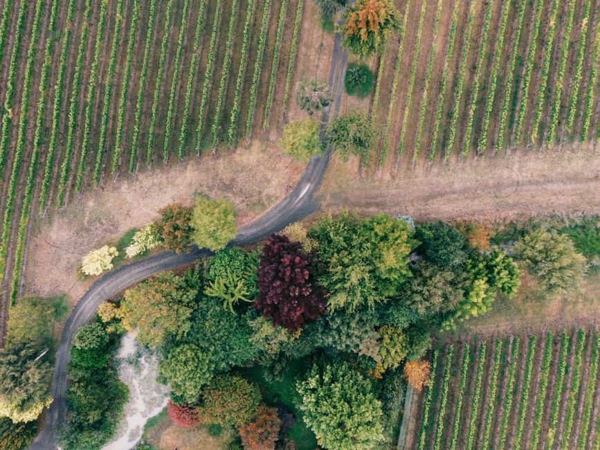A stunning aerial shot showcasing vibrant autumn colors in vineyards with a road winding through.