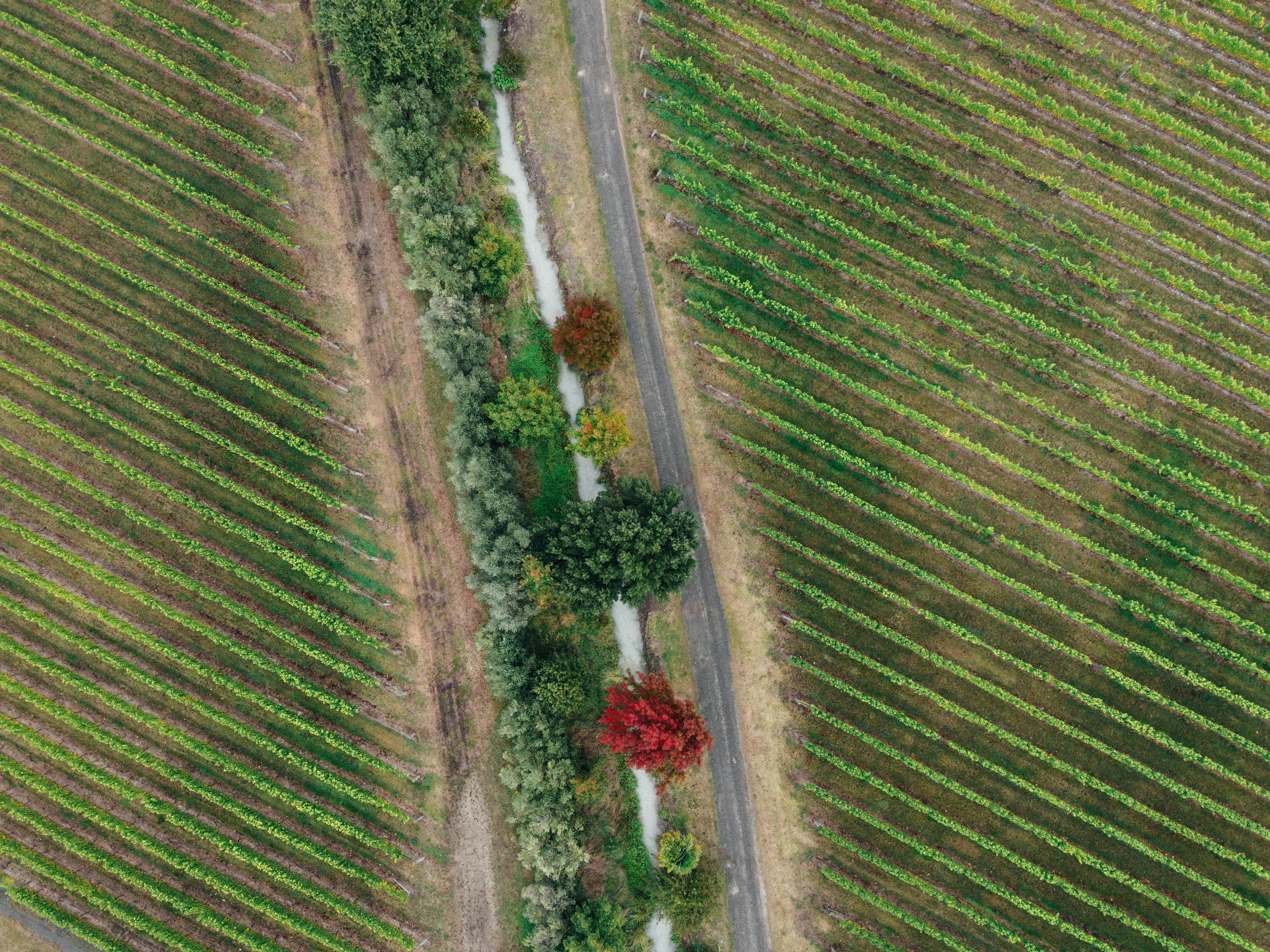 Gratuit Fotografie aeriană care prezintă rânduri luxuriante de vie cu frunziș colorat de toamnă care desparte cărările. Fotografie de stoc
