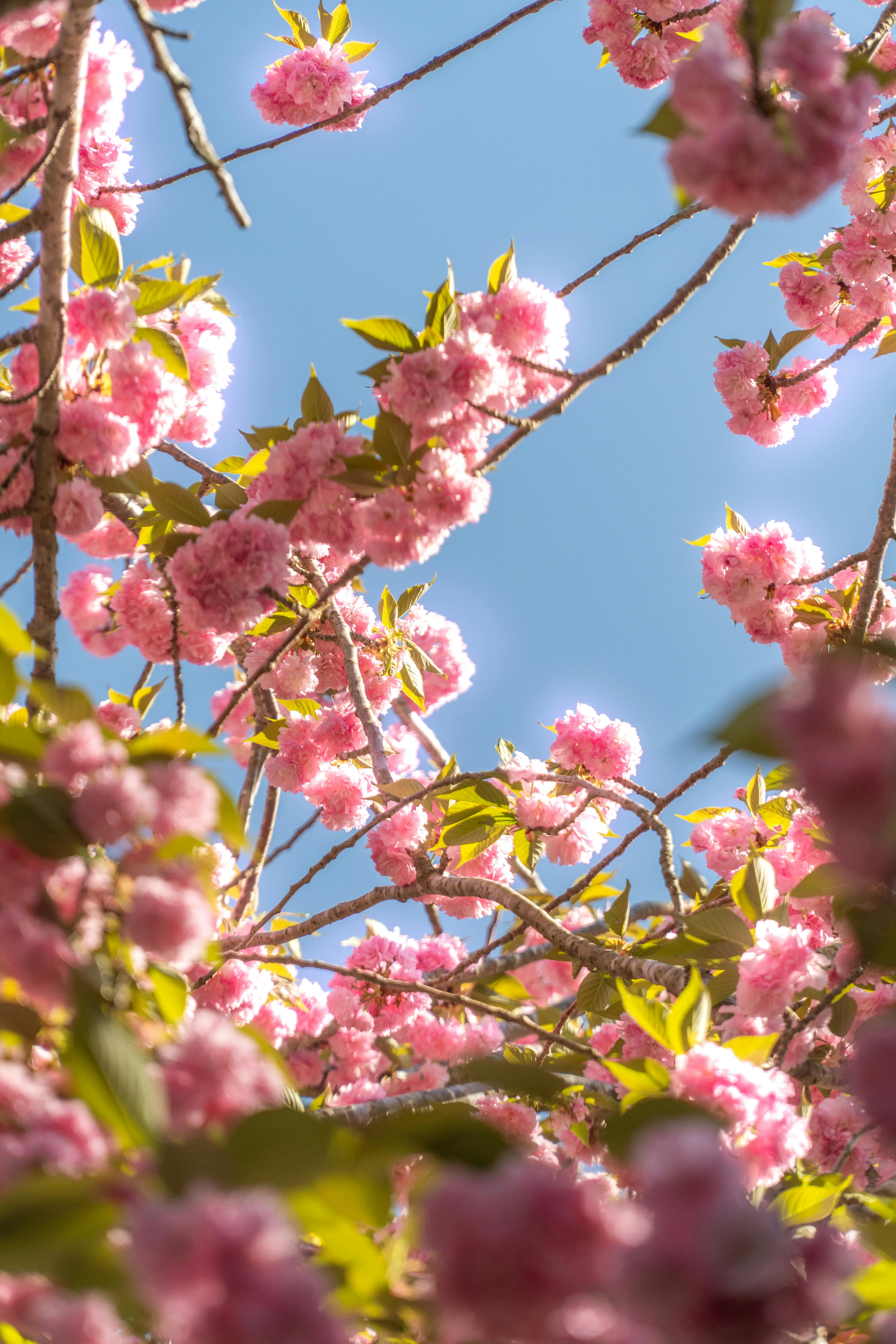 Pink and White Flowers Under Blue Sky · Free Stock Photo, image size:4000x6000