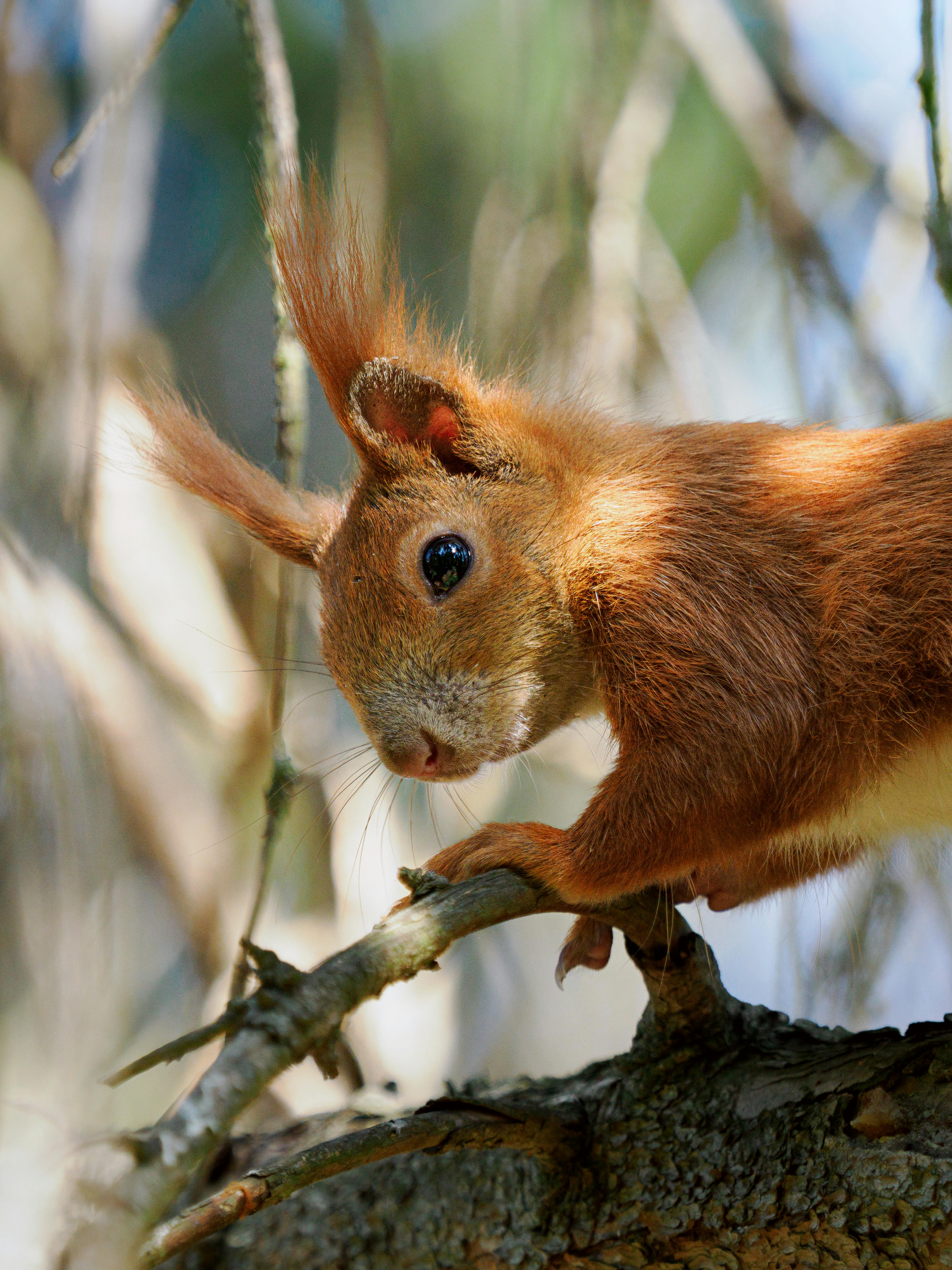 Download Squirrel On Top Of Branch Wallpaper | Wallpapers.com, image size:5832x7776