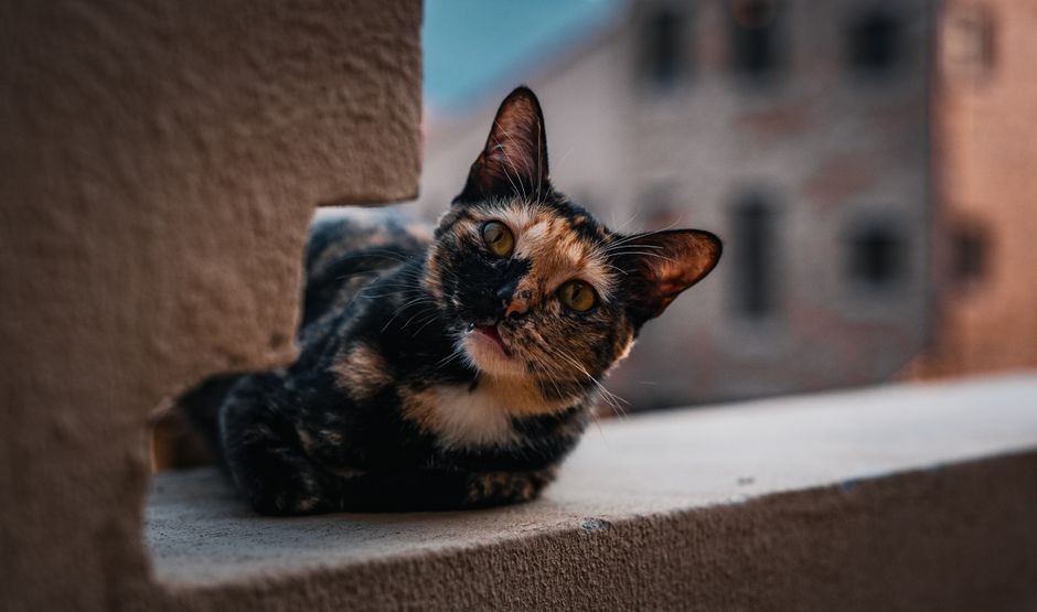Close-up of a cute tortoiseshell cat lounging outdoors in Thailand, capturing its expressive gaze.