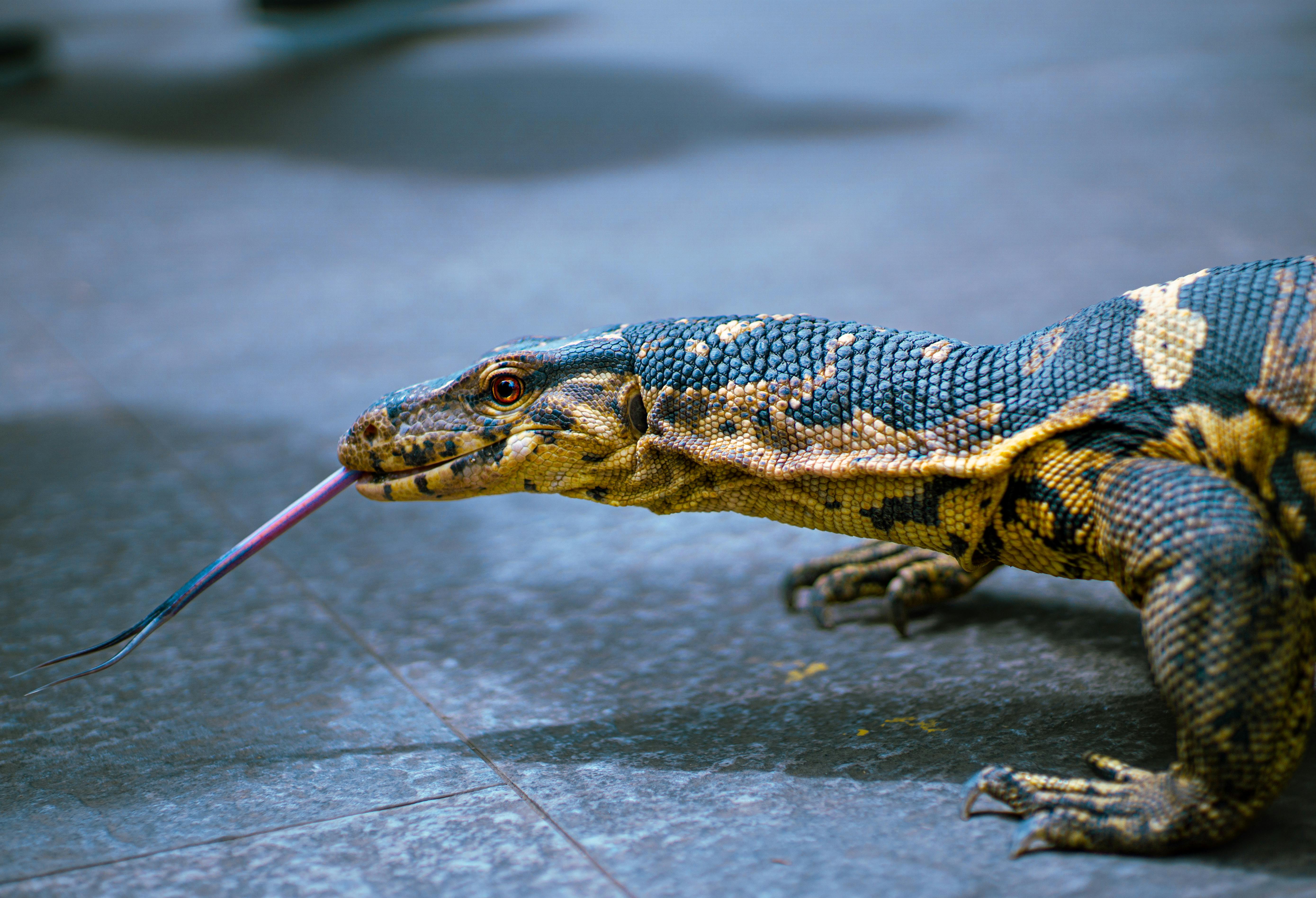 Detailed close-up of a monitor lizard walking on a tiled surface in Cebu City, Philippines.