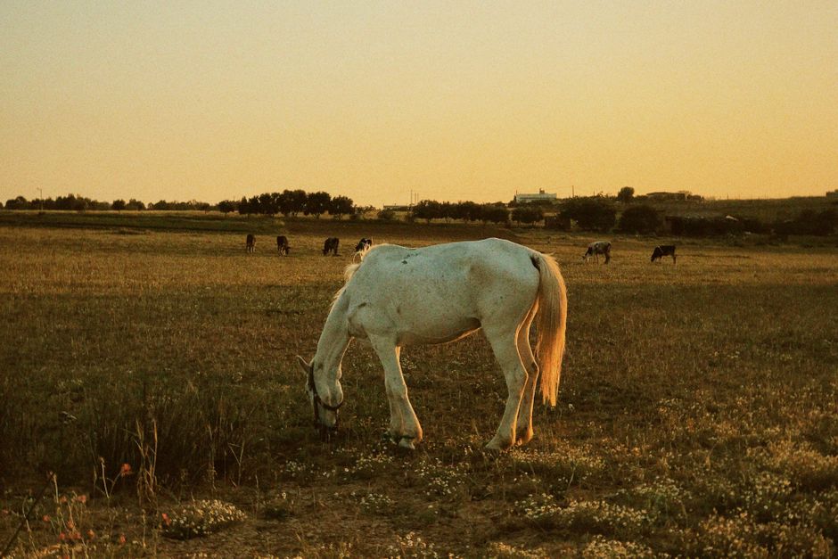 A peaceful white horse grazes in a sunlit field, reflecting a serene countryside ambiance.