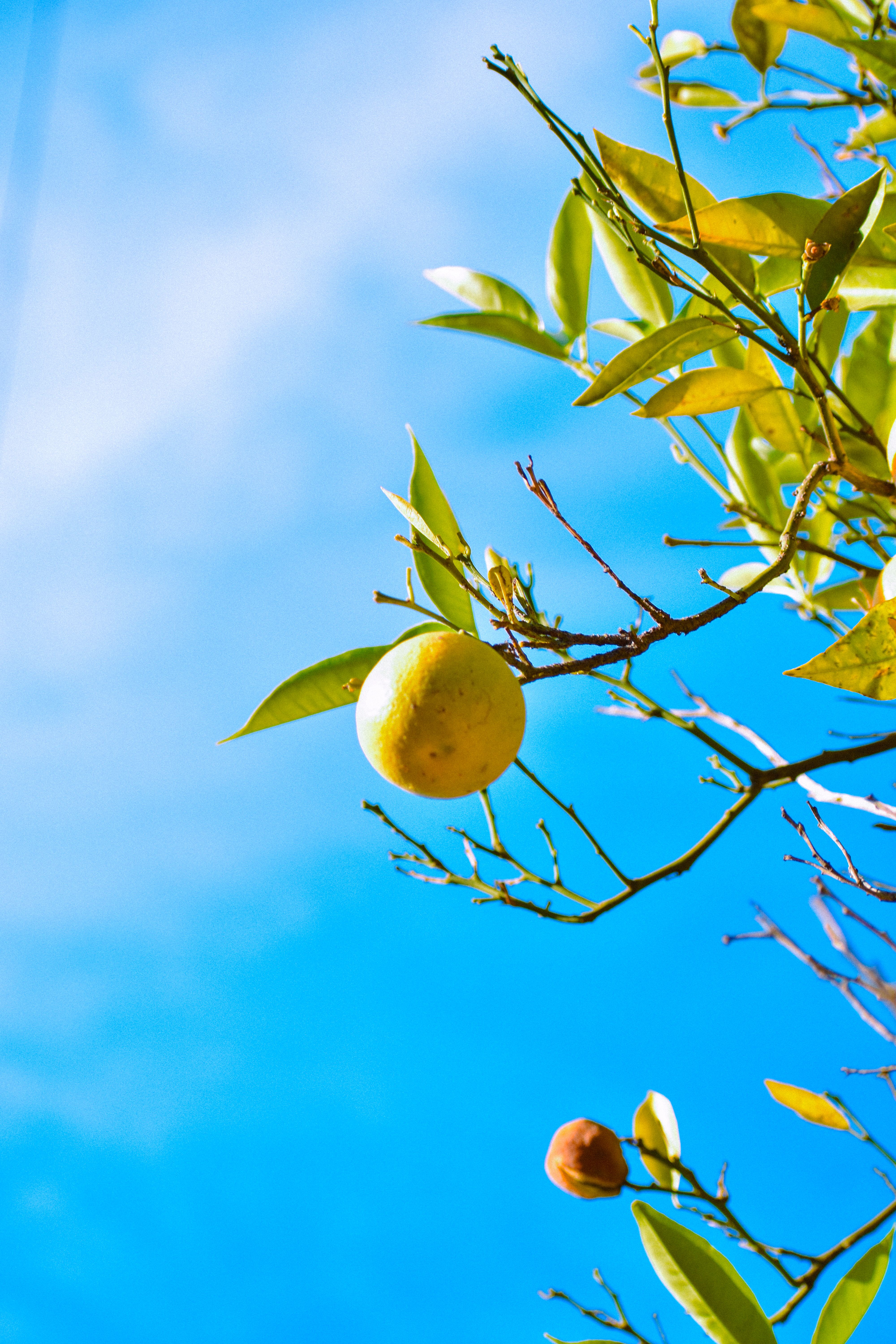 A single ripe orange hangs on a tree branch with a bright blue sky backdrop in Tijuana, Mexico.