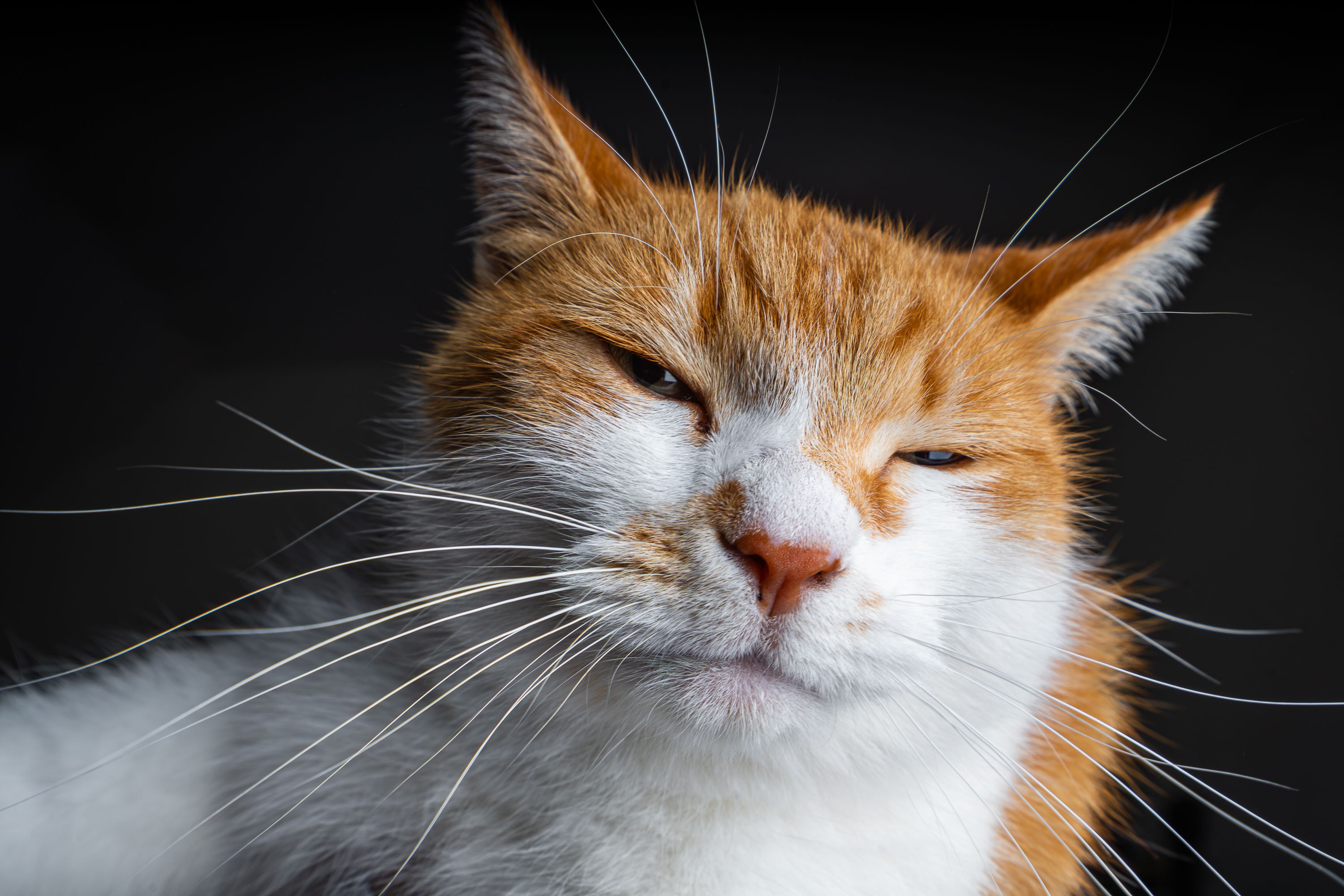 Cat Xoxo Photos, Download The BEST Free Cat Xoxo Stock Photos & HD Images