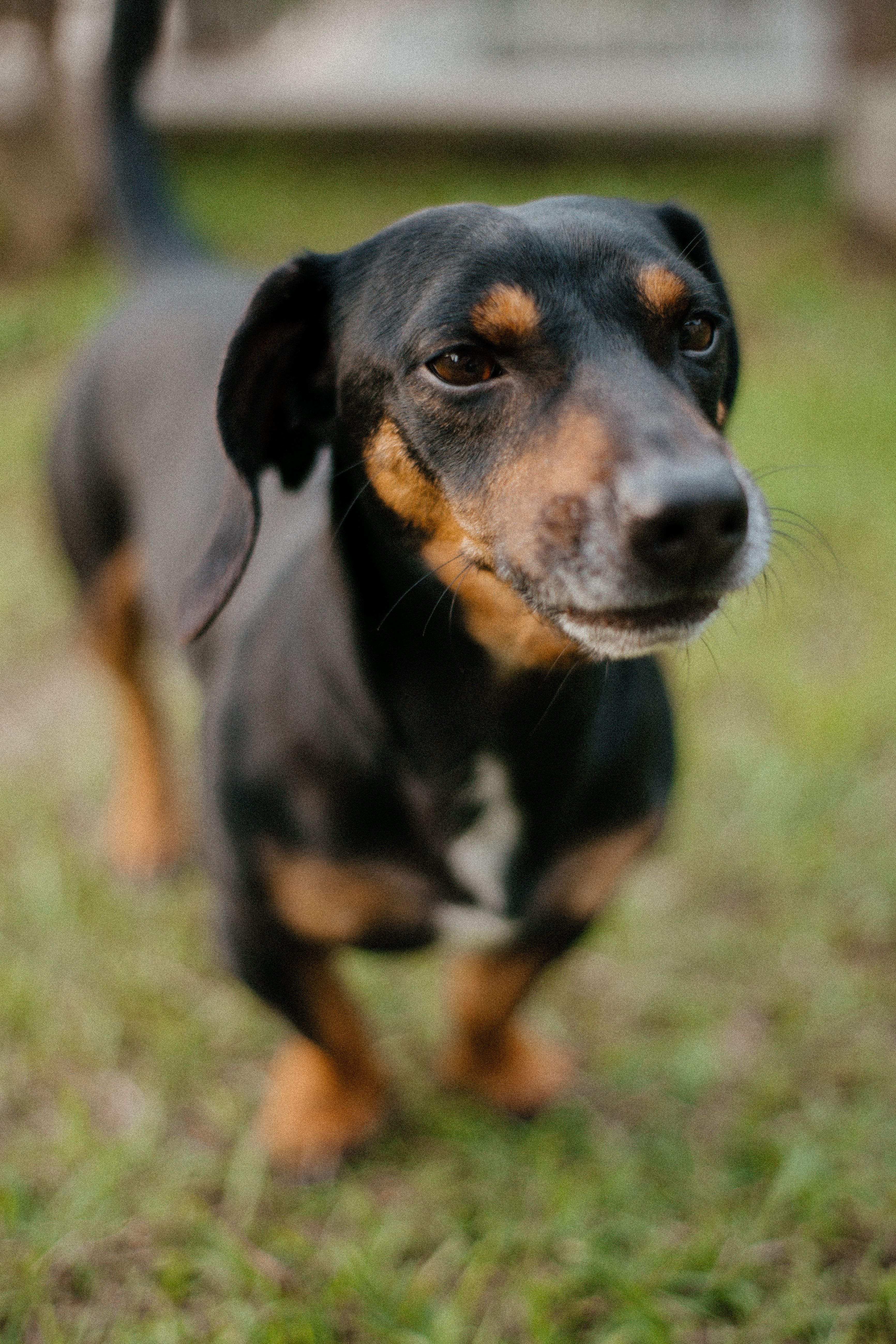 50.000+ Dog+testes+and+penis Bilder und Fotos  Kostenlos Downloaden   Pexels Stock-Fotos