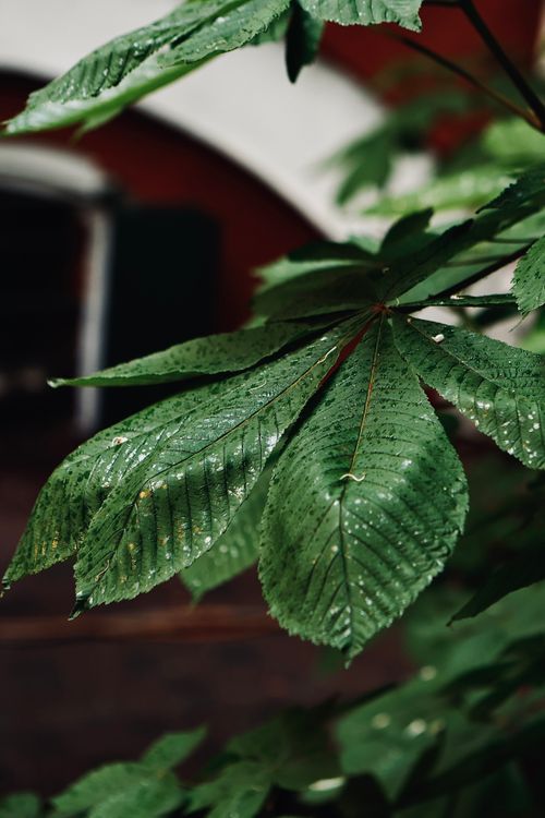 Free Detailed view of vibrant green leaves with water droplets, showcasing fresh foliage. Stock Photo