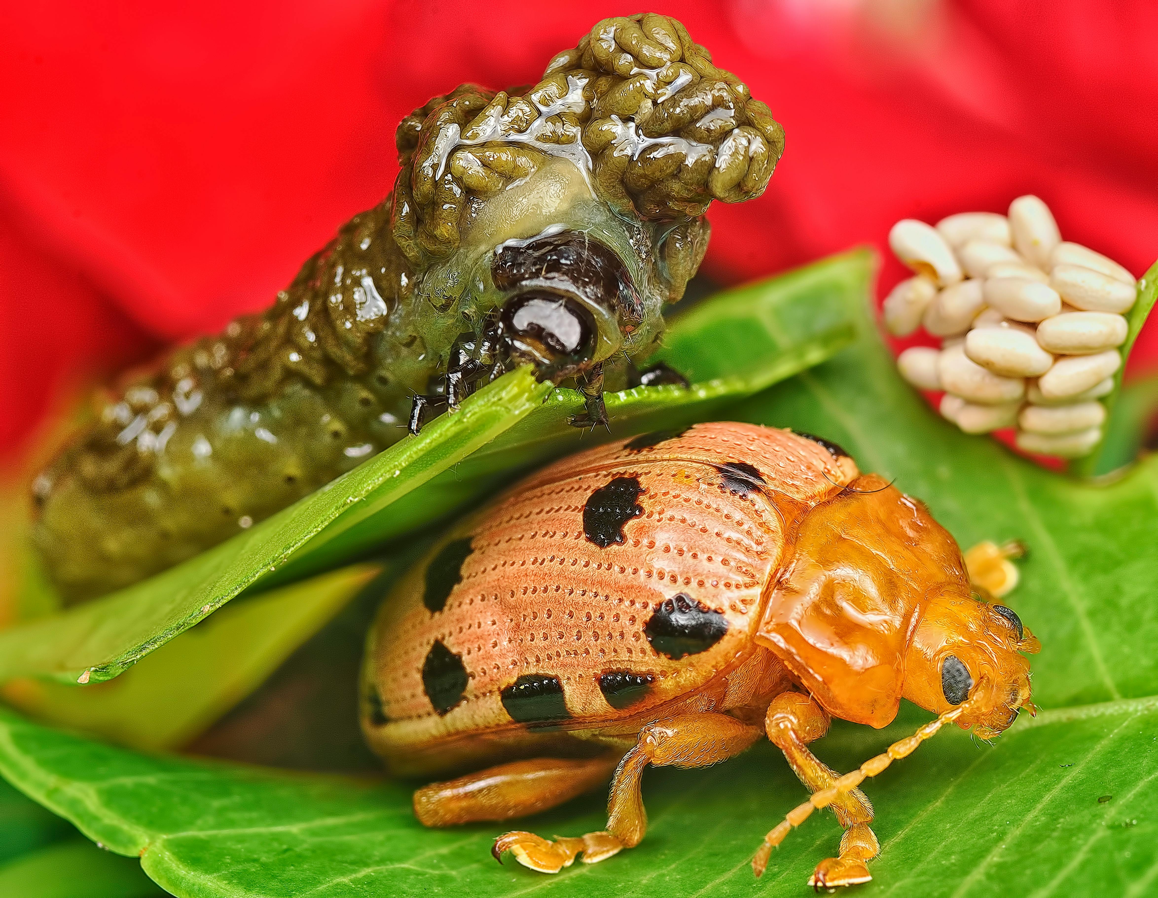 Close-up image of ladybug larvae and a Mexican bean beetle on leaves, showcasing insect diversity.