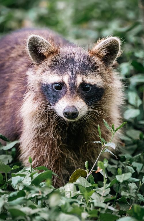 Free A curious raccoon peers from lush greenery, showcasing its distinctive facial markings and fur detail. Stock Photo