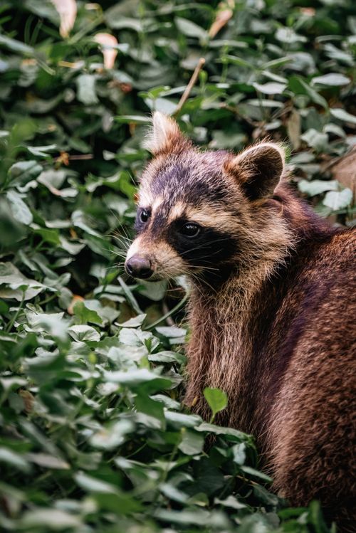 Free A detailed view of a raccoon amidst dense foliage, showcasing its natural habitat and features. Stock Photo