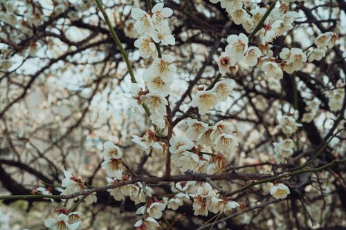 Free A detailed view of cherry blossoms in Seoul, capturing their natural beauty during spring. Stock Photo