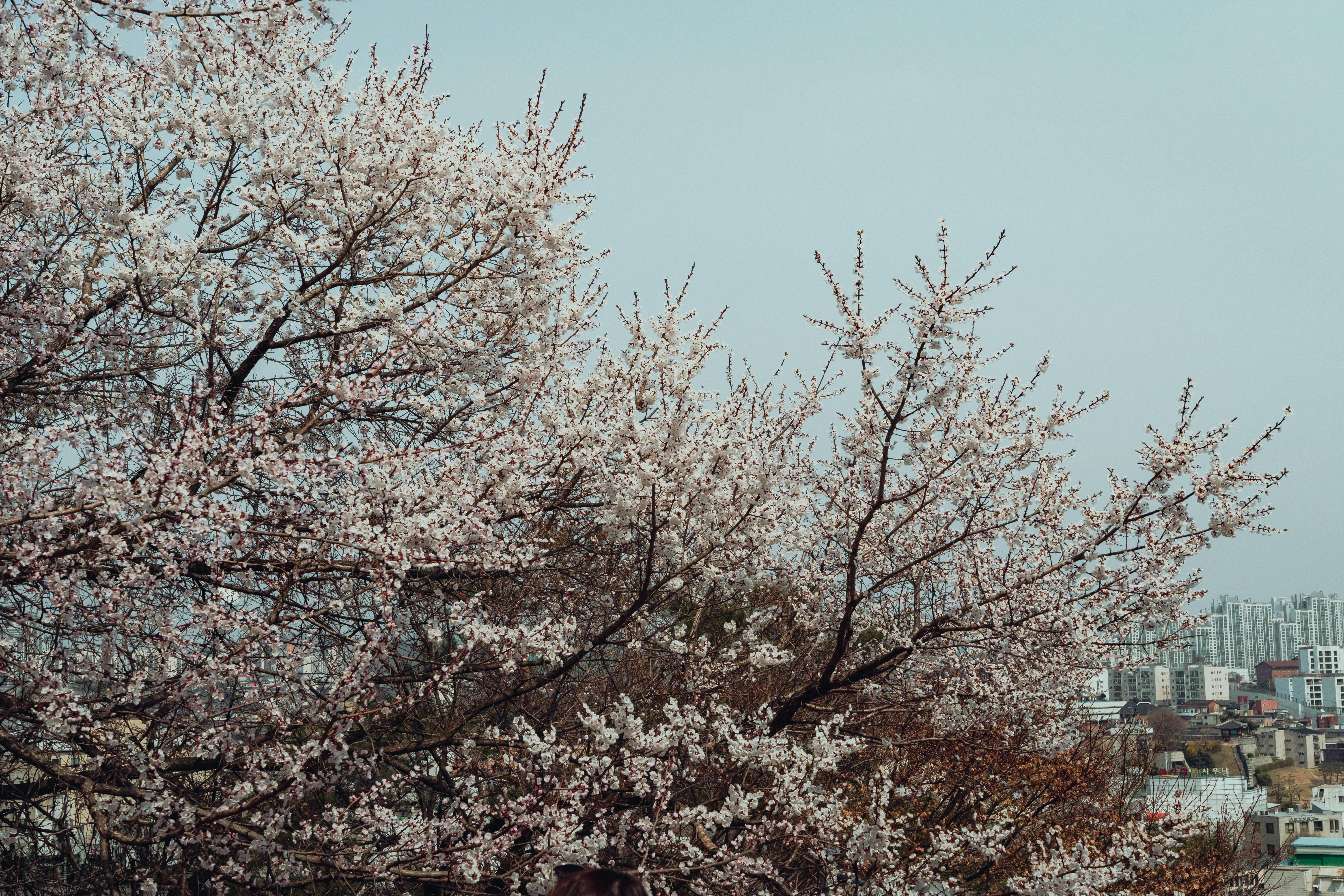 Stunning cherry blossoms with the urban backdrop of Seoul, South Korea in spring.