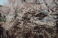 Cherry Blossoms in Full Bloom in Seoul