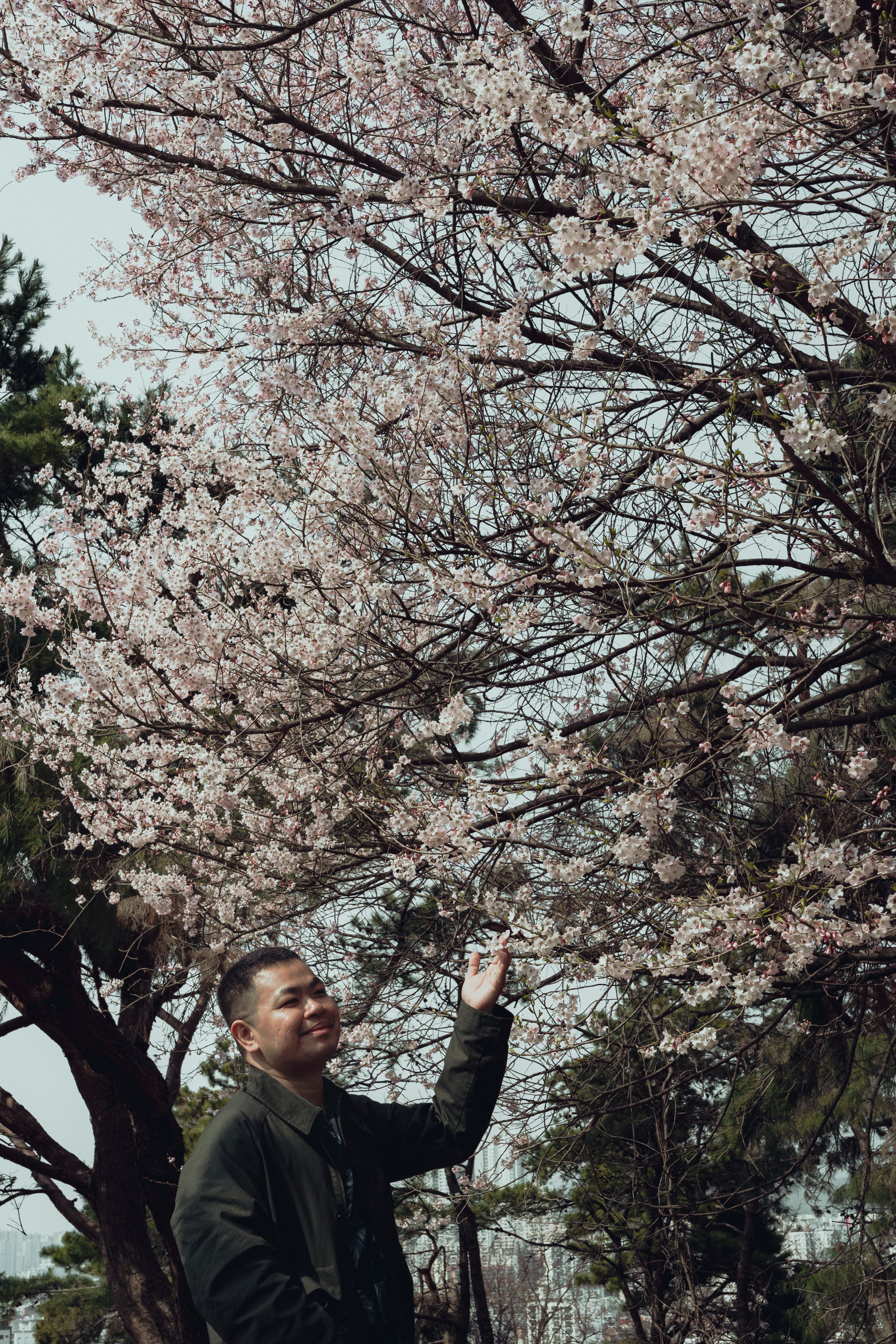 Traveler menikmati bunga sakura sebagai gambaran suasana Yeouido Cherry Blossom Festival di Seoul