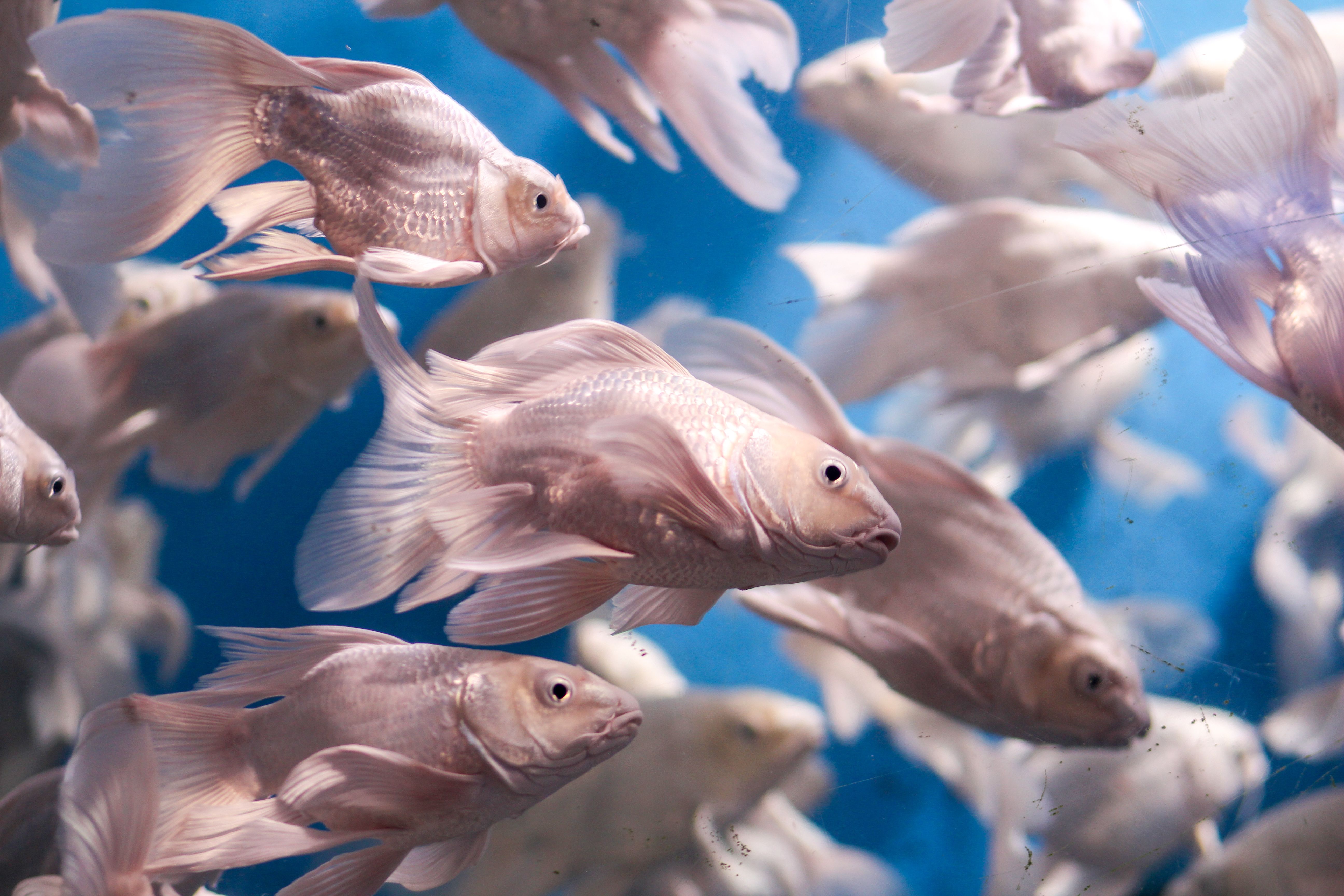 Why This Aquarium Kit Is My Go-To for Keeping Guppies Alive in a Madrid Flat