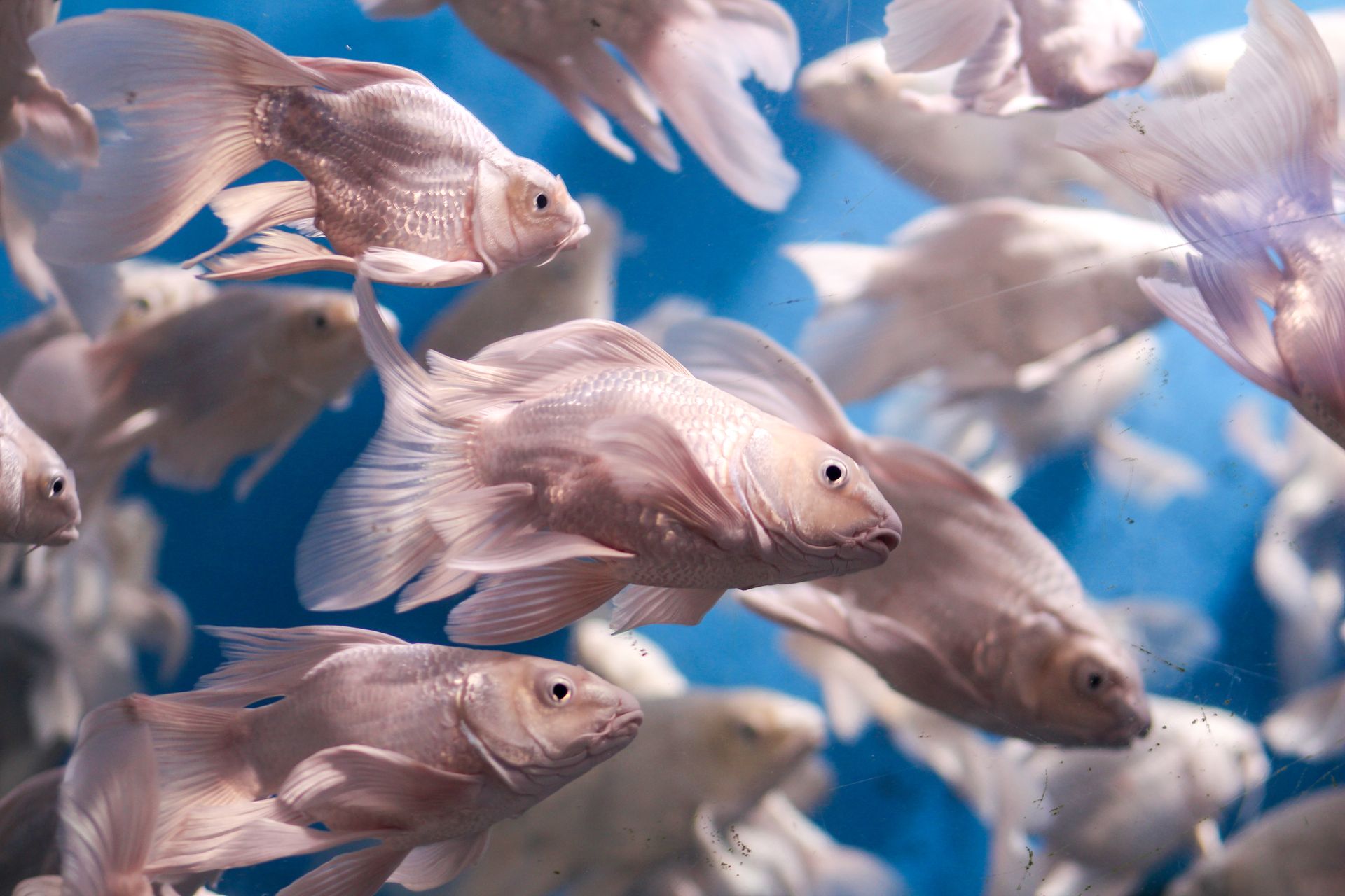 A vibrant school of fish swimming gracefully in an aquarium with a blue background.