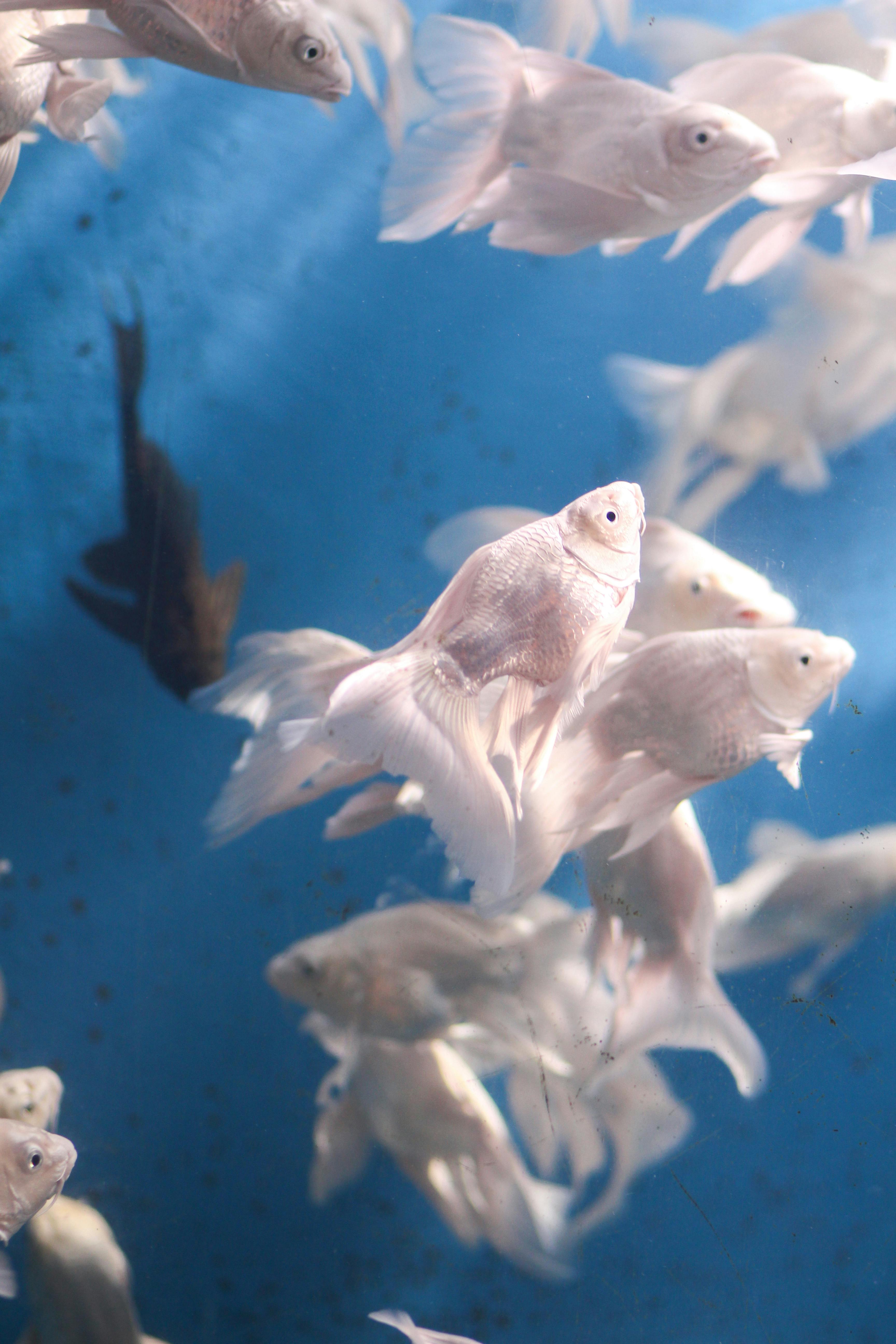 A school of elegant white fish gracefully swimming in a turquoise-blue aquarium.