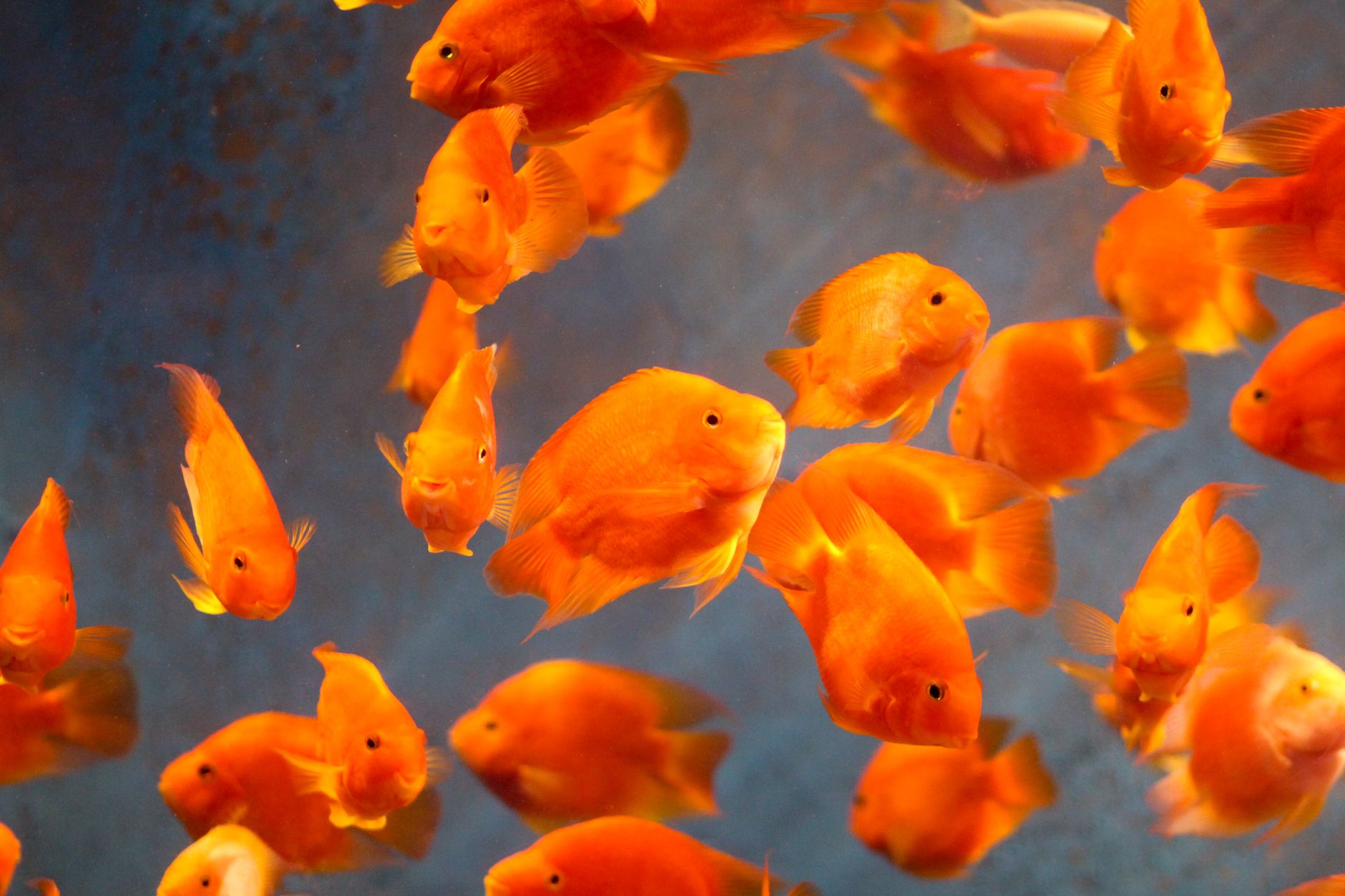 Cluster of bright orange fish swimming gracefully in aquarium setting.