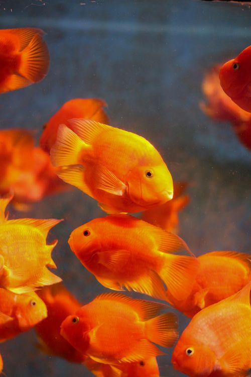 Orange Translucent Fish Vibrant Orange Fish Swimming Underwater · Free Stock Photo