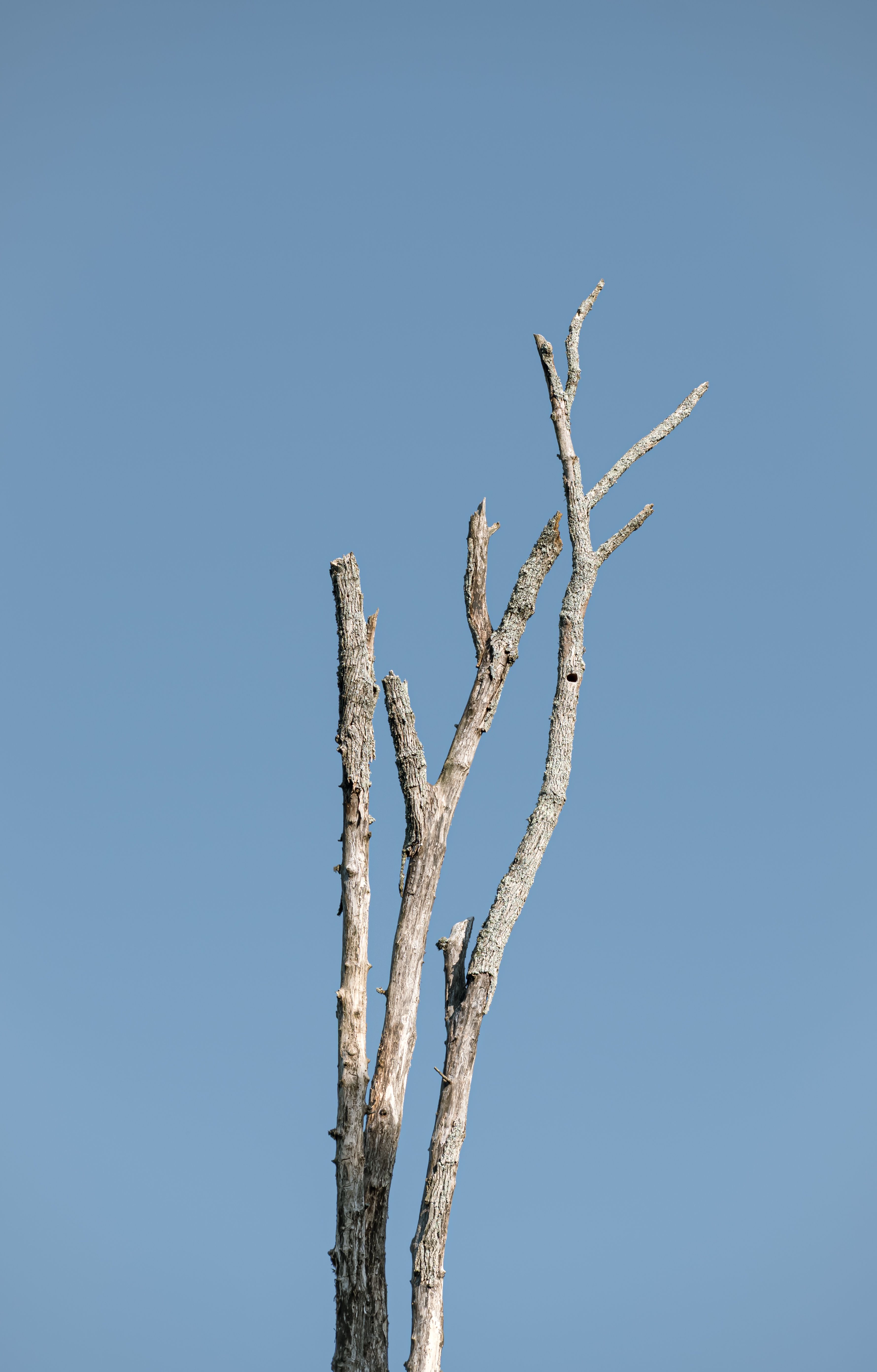 Dead Wooding