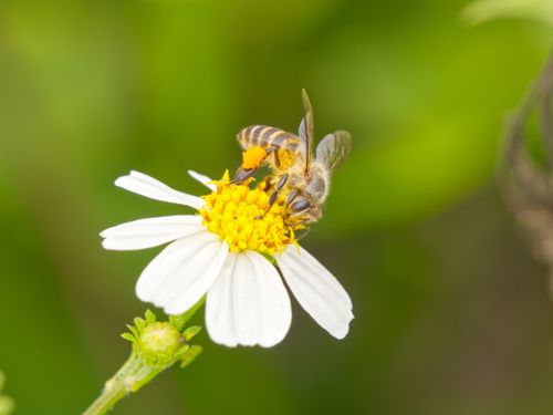 Free Detailed macro shot of a bee collecting pollen from a white flower against a blurred green background. Stock Photo