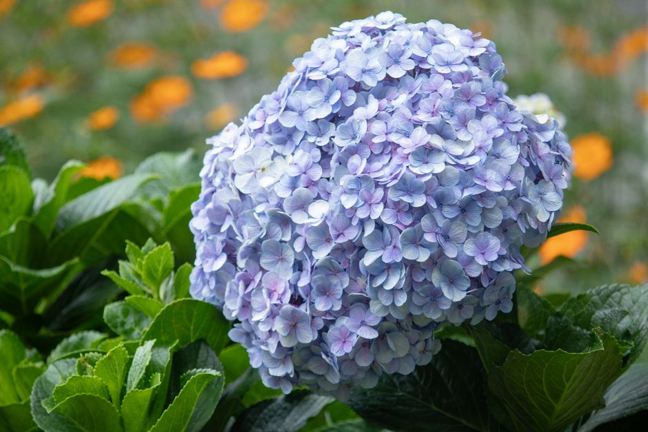Hydrangea à grandes feuilles