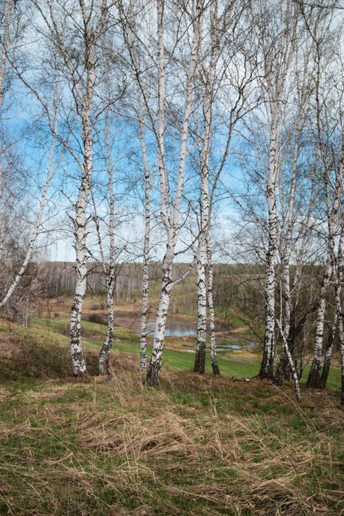 Free Serene birch forest with clear blue sky and lush greenery, evoking peace. Stock Photo