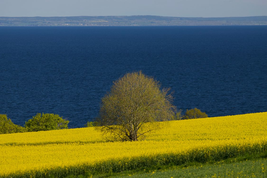 Scenic View of Yellow Field by Lake Vättern · Free Stock Photo