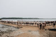 白天，一大群侦察兵举着旗帜，在海边围成一个圆圈