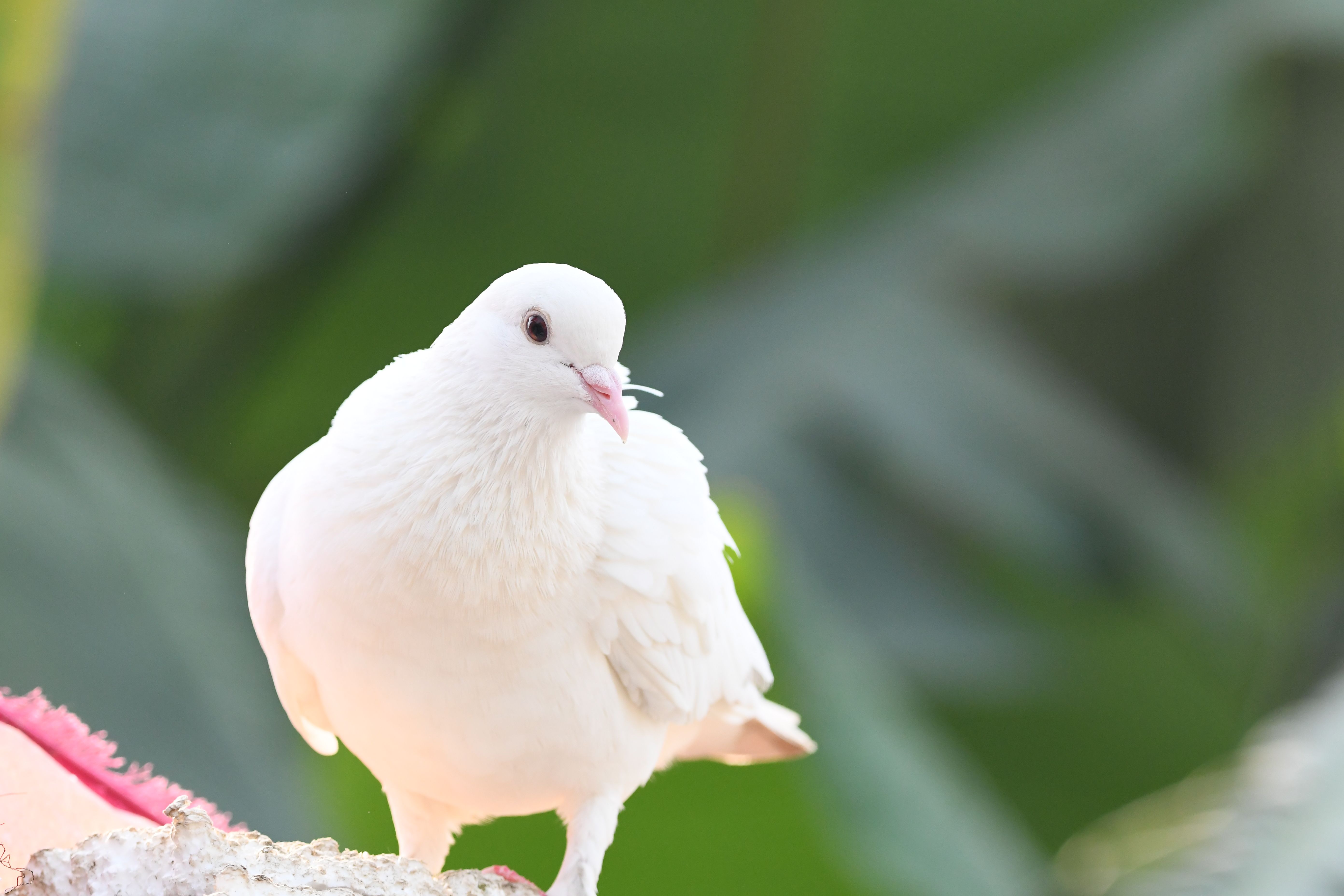 White Dove Photos, Download The BEST Free White Dove Stock Photos & HD ...