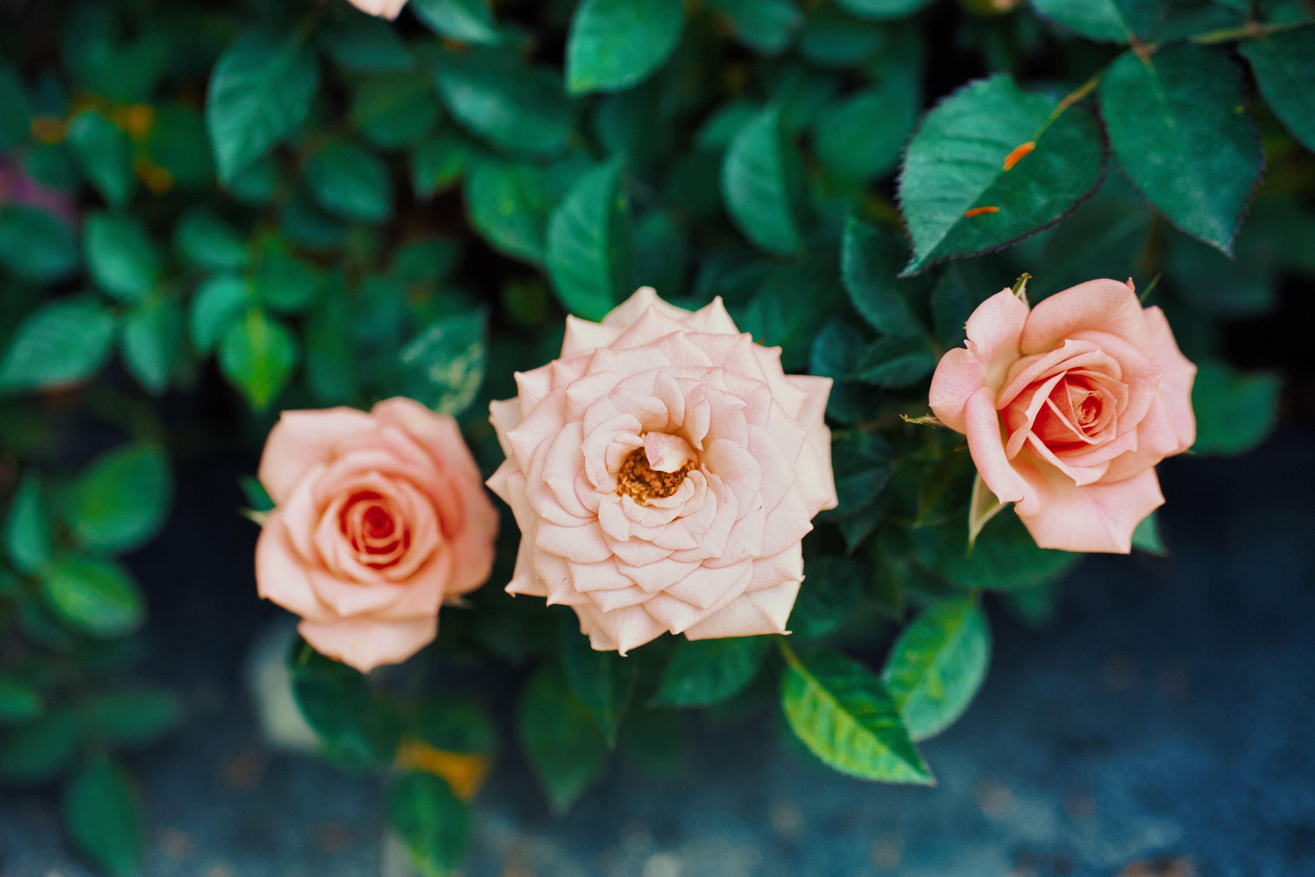 Delicate Pink Roses in Garden Setting · Free Stock Photo