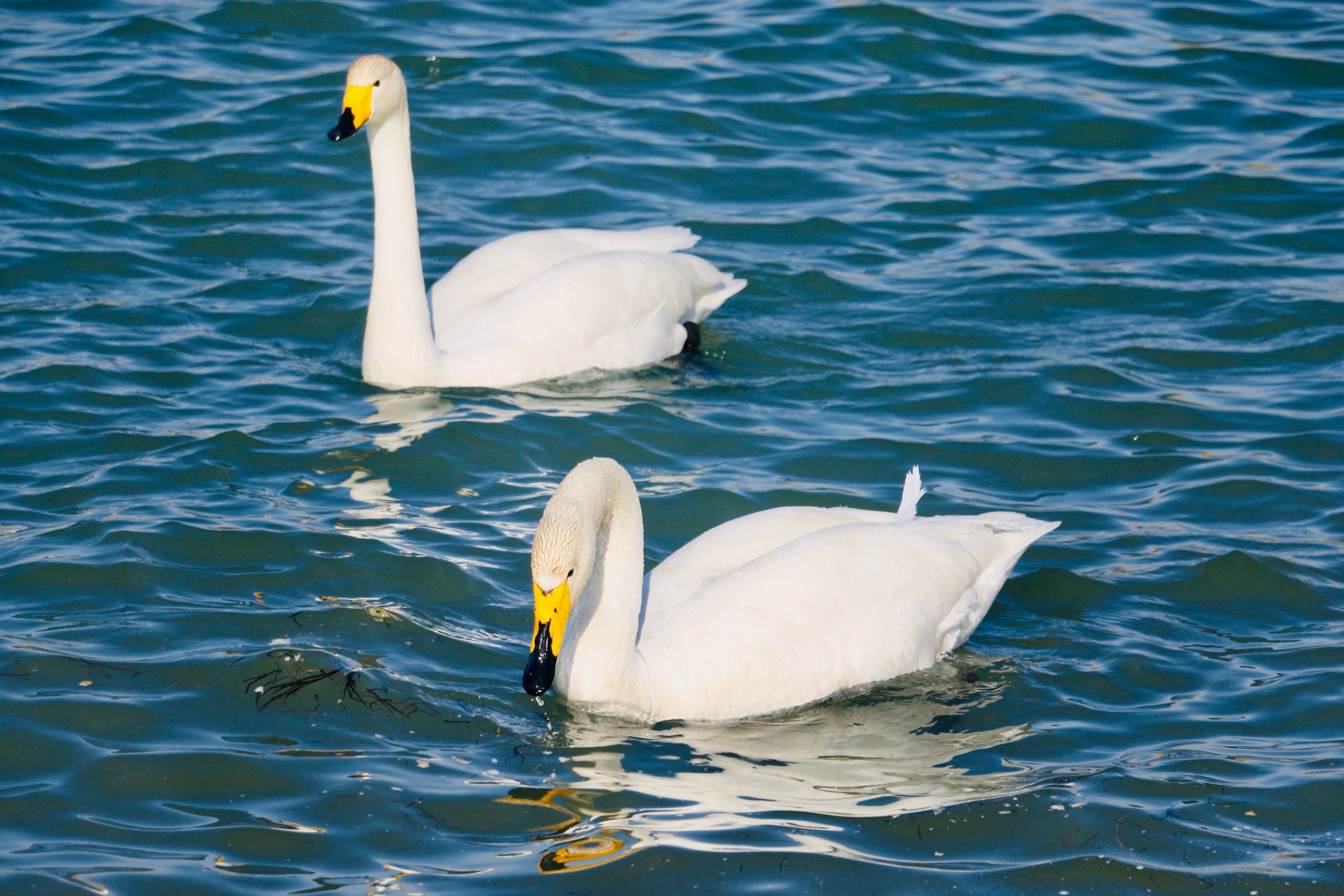 elegant-pair-of-swans-swimming-in-clear-lake-free-stock-photo