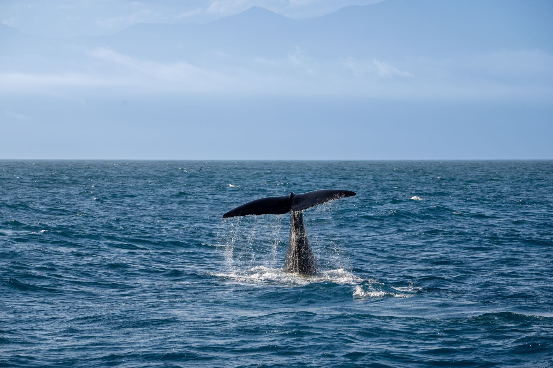 A dramatic scene of a whale's tail splashing as it dives into the ocean.