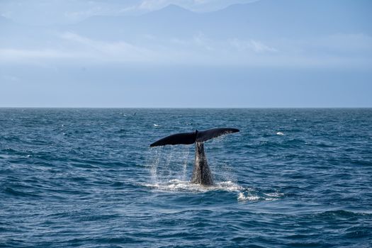 Whale watching Hermanus (season) — Cape Town