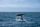 blue whale