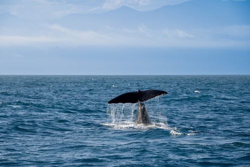 Free Whale tail emerges from blue ocean water against mountain backdrop, showcasing marine wildlife. Stock Photo