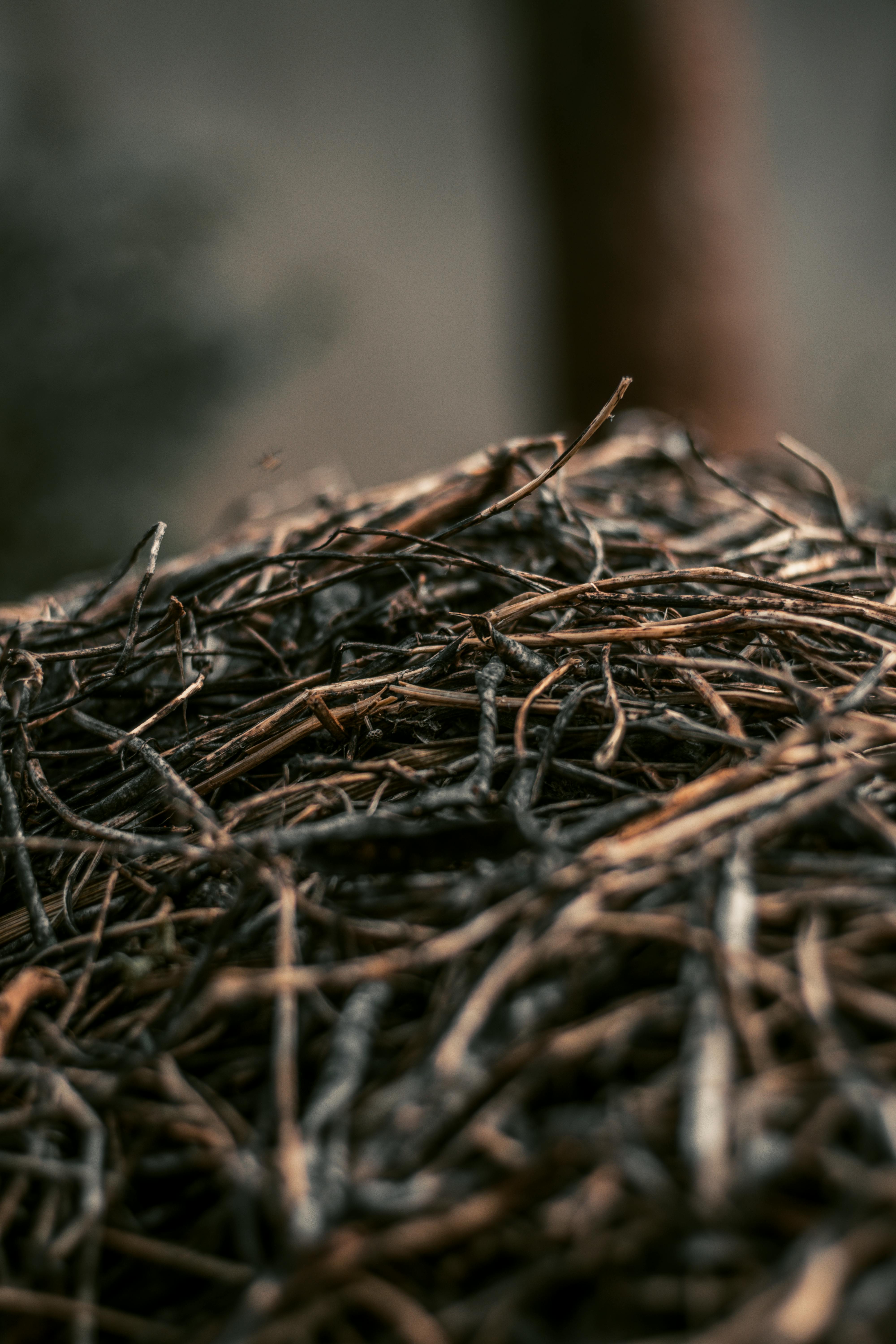Free stock photo of autumn leaves, bean leaves, beans