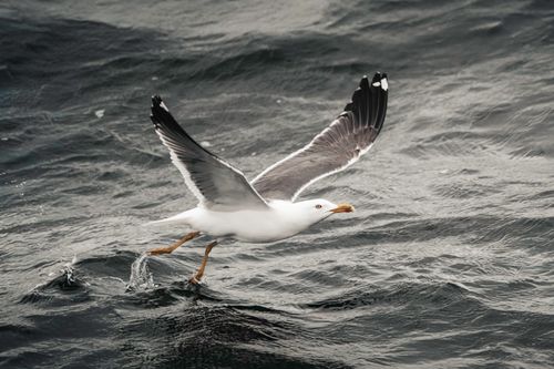 Free A seagull gracefully flies close to the ocean surface, showcasing nature's elegance. Stock Photo