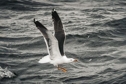 Free A seagull in flight gracefully skims the ocean water, showcasing dynamic movement and freedom. Stock Photo