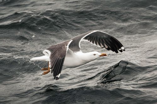 Free A seagull gracefully flying over the ocean with wings spread wide, showcasing freedom and beauty. Stock Photo