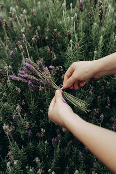 Close-up of hands harvesting lavender in Maringá, Brazil garden.