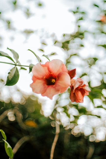 Beautiful pink flower blossom with bokeh background, showcasing nature's delicate beauty.