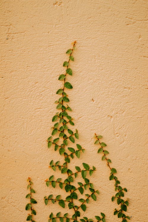 Зеленый лист растения на оранжевой стене