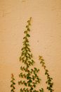 Green Leaf Plant on Orange Wall