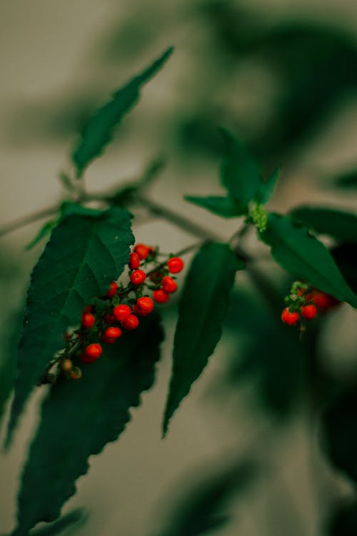 Red Berries