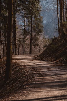 Tranquil woodland trail surrounded by tall trees, creating a peaceful natural setting.