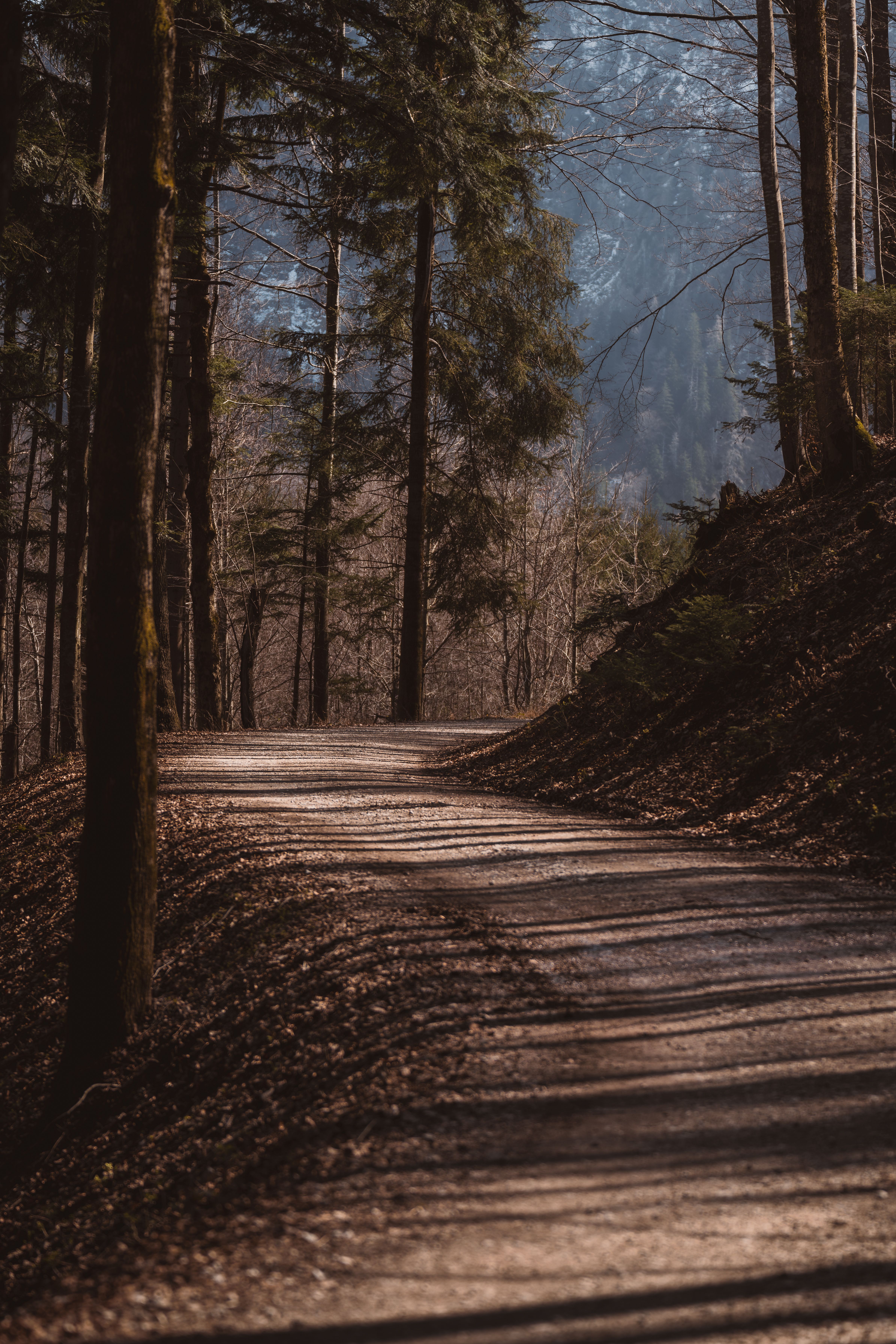 Sereno Sendero Forestal Bordeado De árboles · Foto de stock gratuita